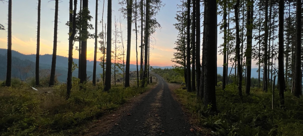 The hidden gems for camping are down forest&nbsp;roads